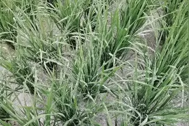 秧苗分枼期后撒上一些生石灰不仅预防病虫害效果好，产量翻一倍视频封面