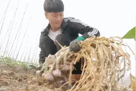大蒜丰收季节，小伙早上4点下地干农活，教你一招如何快速去蒜须视频封面