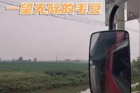 毛豆人的最后一站——湖北省最大的毛豆种植基地视频封面