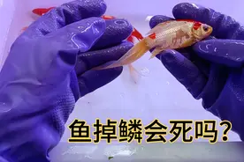 鱼是不是掉了鳞片就会死亡呢？不会，它可以自行恢复视频封面