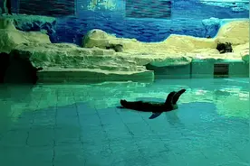 北京动物园居然还有企鹅，不用去南极了