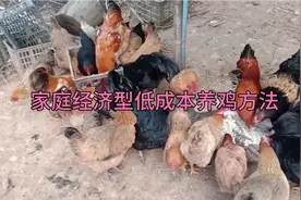 家庭式养土鸡，低成本粗饲料，不喂药不打预防针，最原始养鸡方法