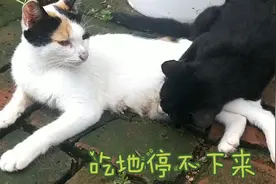 为什么这么大的猫咪了，还在喝猫妈妈的奶，根本停不下这可咋办视频封面
