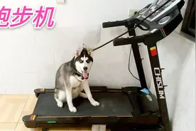 主人在跑步机前绑火腿肠，把二哈累得吐舌头！视频封面