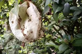 自家油茶树变异长出来的茶包果，农村叫茶泡，你小时候吃过吗？视频封面