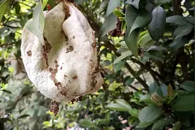自家油茶树变异长出来的茶包果，农村叫茶泡，你小时候吃过吗？视频封面