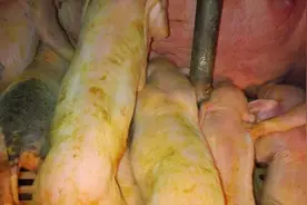 产房仔猪“病毒性拉稀”总是止不住，头疼！怎么治？视频封面