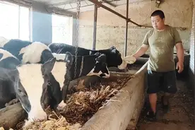 农村养奶牛一年能挣多少钱？农村大哥养牛十几年，告诉你真实收入视频封面