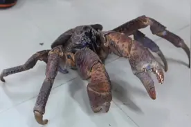 这么大的椰子蟹，还是蒸着吃好吃呀！