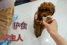 三个月的小泰迪第一次给吃肉骨头，护食严重，我的教育方式对吗？视频封面