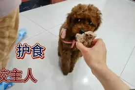 三个月的小泰迪第一次给吃肉骨头，护食严重，我的教育方式对吗？视频封面