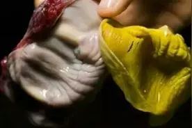 鸡胃有一宝比鸡肉珍贵 连石头都能消化 吃了有助于消化增强胃功能视频封面