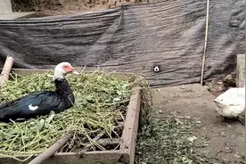 妈妈的s鸭技术不行啊🤣🤣