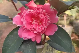 复色夏梦衍平（四季茶花）视频封面