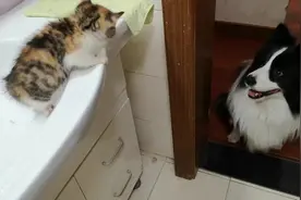 小流浪猫带回家第一次洗澡，和跳蚤斗智斗勇，掐死一堆，喵真舒服