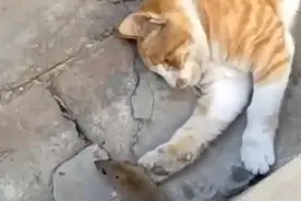 猫咪：咋的了鼠老弟，跑了这么久你不累啊，要不咱再玩会？