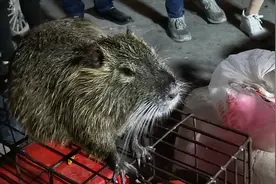 我长这么大第一次看到18斤的老鼠，比猫还大有谁知道是什么老鼠吗视频封面