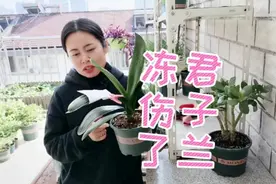 君子兰叶片冻伤了怎么办？修剪叶片上药粉，注意防寒保暖视频封面