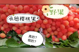 自驾承德，避暑山庄门口20元买的“樱桃果”颜色太鲜艳，不知真假视频封面