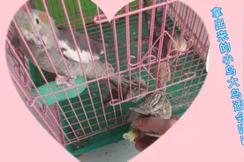 小伙把鹦鹉幼鸟拿出窝了，母鸟还会给小鸟喂食吗？