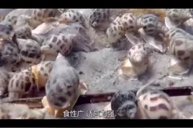 安徽一个村庄有一个龙眼井，井里面的水往外冒，究竟是怎么回事呢