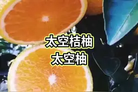 江西任氏果业太空桔柚是柑桔更新换代最佳品种的选择视频封面