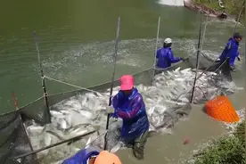 实拍台湾虱目鱼养鱼场捕鱼现场，鱼多爆网，商贩早已开车到场抢购视频封面
