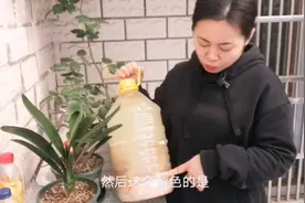 养好君子兰要好的肥料，来看看小琳的沤肥材料，自制肥料效果好视频封面