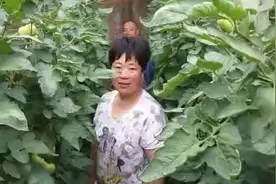 绥中西红柿用微生物有机菌肥营广宝沾根叶喷坐果率高抗病害能力强视频封面