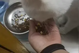 猫咪挑食，只有放到手上才肯吃粮食，什么毛病！
