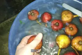 农活趣事，摘回来的野生无花果，新鲜也要好好清洗