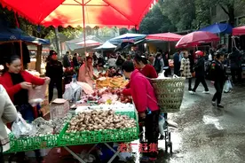 去老厂赶大集视频封面