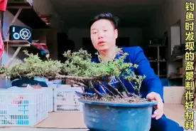 代哥和同学去钓鱼发现了可制作盆景的宝贝地红籽赶紧挖回家做盆景视频封面