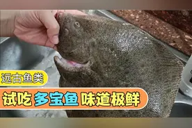 试吃远古鱼类多宝鱼，一斤32元，味道极为鲜美视频封面