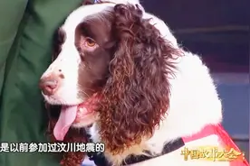在地震中，搜救犬有多厉害？搜救面积达15万平方公里！视频封面