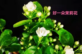 茉莉花12月份开花？女子养花多年这是头一次，有诀窍吗？