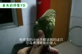小鹦鹉长成大姑娘变得小气了！日常这样做能让小鸟更加亲近主人