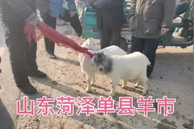 30多斤的小羊羔，多少钱一斤？为啥比成年羊还贵，喂羊大爷说原委视频封面