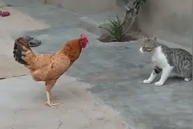 猫咪偏偏去惹大公鸡，结果大悲剧啊视频封面
