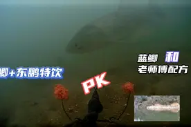 东鹏特饮+蓝鲫开饵与没加功能饮料有区别吗？水下试验揭露真相
