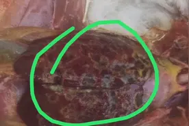 火鸡及孔雀最常见的一种病如何去防控视频封面