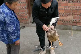 农村小伙杀土鸭，脖子上找准位置，一刀毙命感觉好残忍视频封面