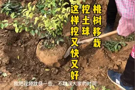 秋季移栽果树、这样做虽然费劲、第二年丝毫不受影响视频封面