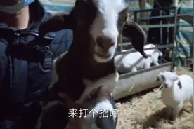 晚上的羊是怎么睡觉的，阿祥带你们来看看羊圈里的羊。视频封面