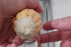 减肥23天，已减13.2斤，一根玉米吃一天，顿顿都吃撑！