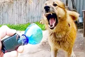 国外小伙用塑料瓶制作驱狗神器，按下开关，来10条恶犬都不用害怕