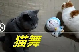 两只猫在跳摆头舞，和音乐节奏很搭，可以登台表演了