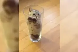 猫果然是液体，不然怎么能呆在水杯里，看来这个秘密藏不住了