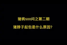 （二）猪脖子起包是什么原因？#养猪 #猪 #猪病 养殖不易学海无涯视频封面