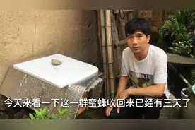 讲解蜜蜂收回过箱后何时能拆绑脾的绳子以及拆防逃片（新手必看）视频封面
